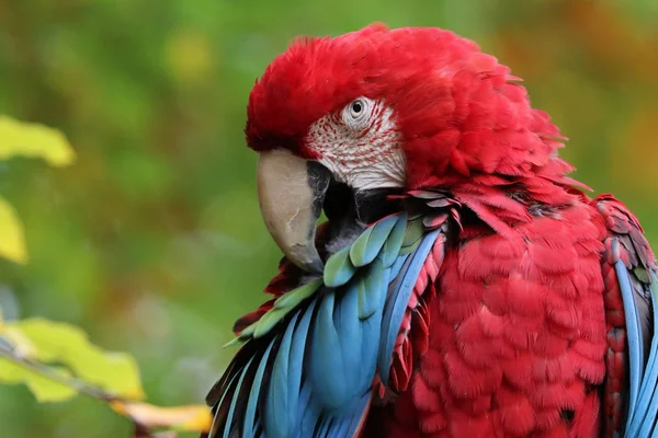 Bellissimo pappagallo di ara — Foto Stock