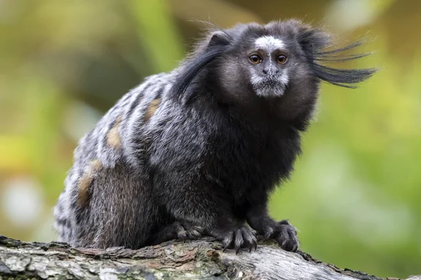 Marmoset con copetudo negro —  Fotos de Stock