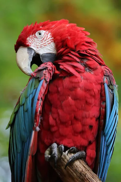 Güzel Amerika papağanı papağan