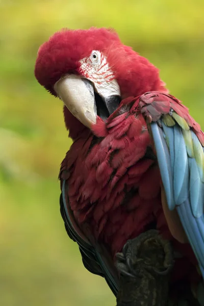 Bellissimo pappagallo di ara — Foto Stock