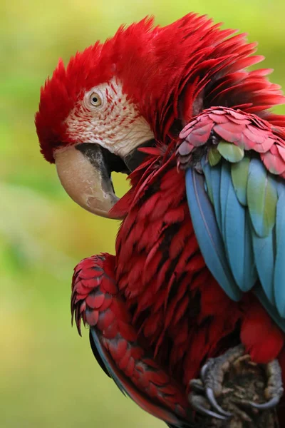 Güzel Amerika papağanı papağan — Stok fotoğraf