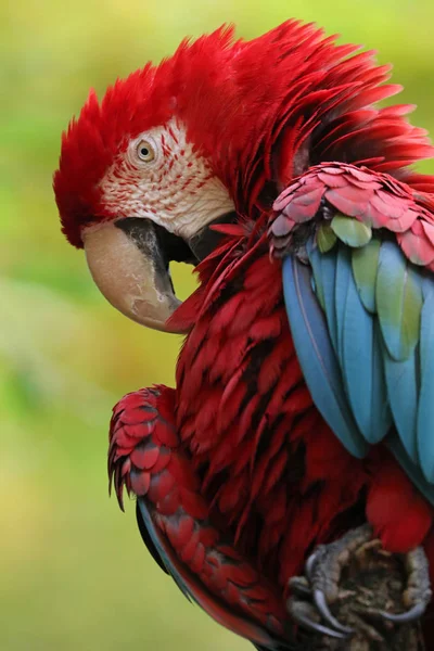 Hermoso loro guacamayo —  Fotos de Stock