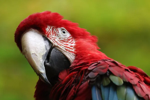 Bellissimo pappagallo di ara — Foto Stock