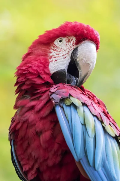 Όμορφη μακώ παπαγάλος — Φωτογραφία Αρχείου