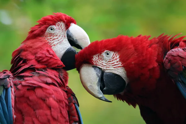 Όμορφη παπαγάλους Macaw — Φωτογραφία Αρχείου