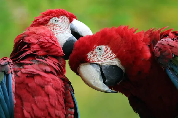 Mooie papegaaien Macaw — Stockfoto