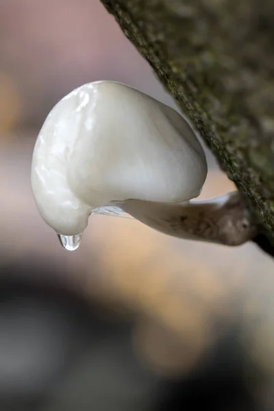 Мокрий порцеляни гриб — стокове фото
