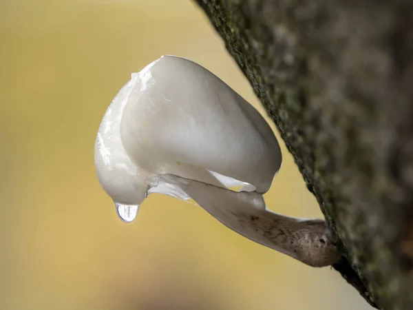 Champiñón de porcelana mojado —  Fotos de Stock