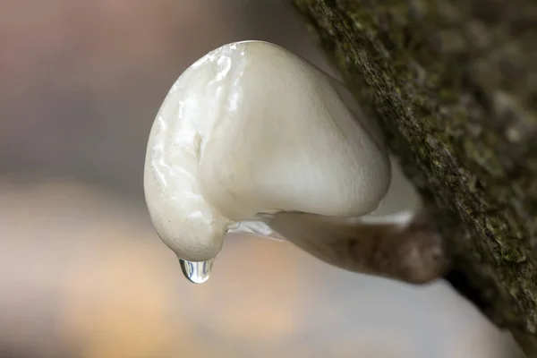 Wet Porcelain mushroom — Stock Photo, Image