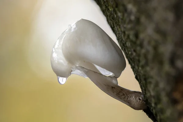 Cogumelo de porcelana molhado — Fotografia de Stock