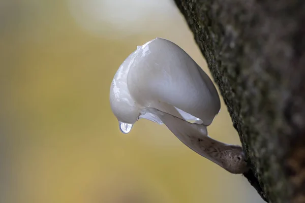 Wet Porcelain mushroom — Stock Photo, Image