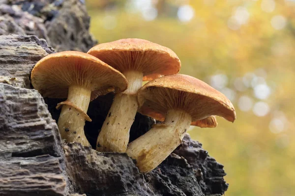 Photo of Mushroom in forest — Stock Photo, Image