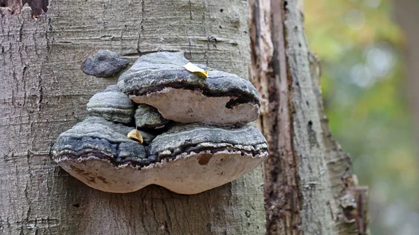 가 버섯의 사진 — 스톡 사진