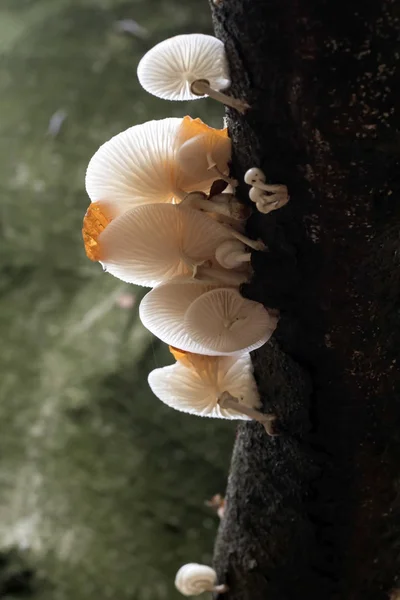 Porcelain Mushrooms on the tree — Stock Photo, Image