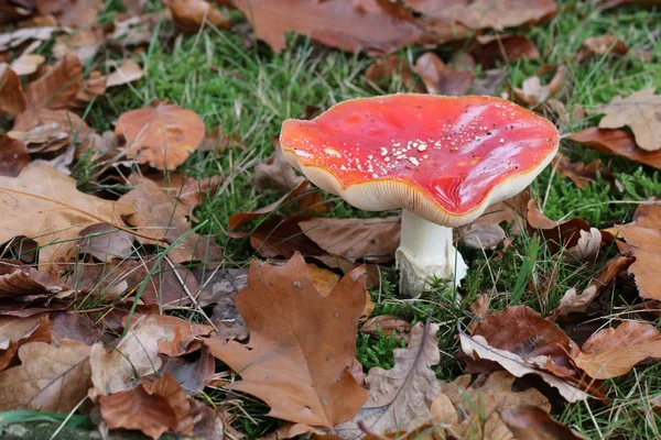 Pilz im Herbstwald — Stockfoto