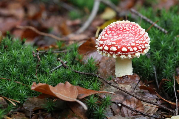 가 숲에서 버섯 — 스톡 사진