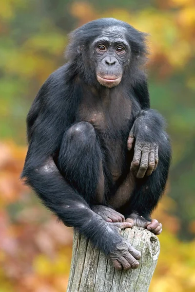 Bonobos Pictures Bonobos Stock Photos Images Depositphotos