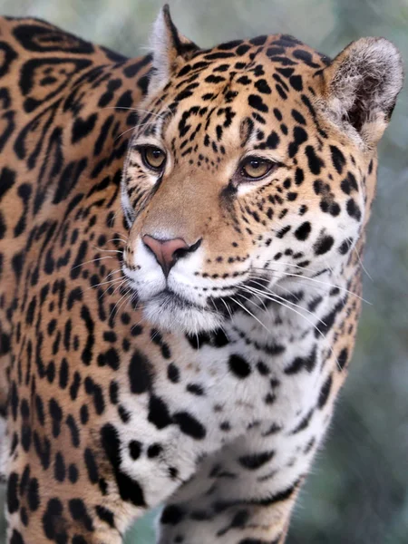 Jaguar 'a yaklaş. — Stok fotoğraf