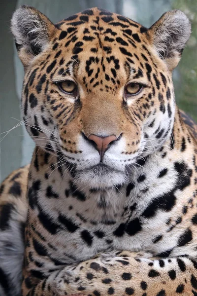 Gros plan de jaguar — Photo