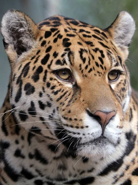 Jaguar 'a yaklaş. — Stok fotoğraf