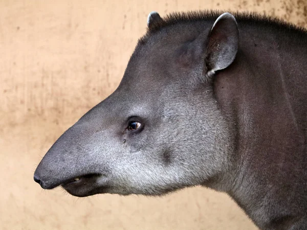 Selvaggio tapiro in natura — Foto Stock