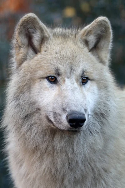 Witte Poolwolf — Stockfoto