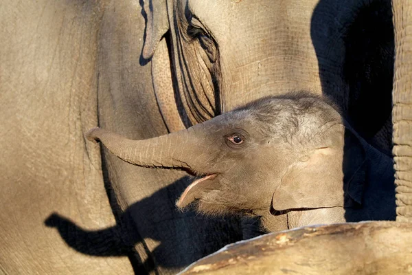 Wilder Elefant in der Natur — Stockfoto