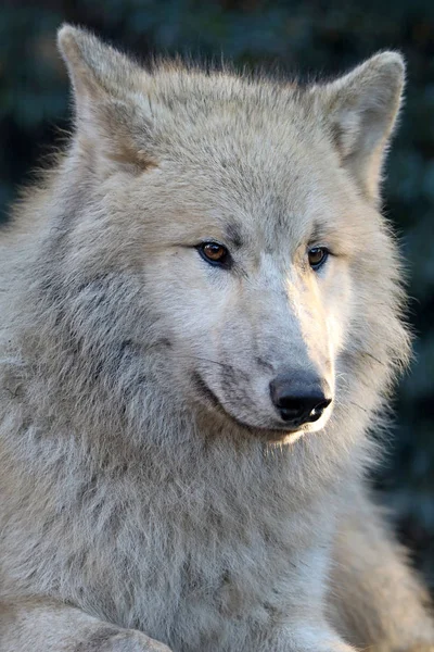 Witte Poolwolf — Stockfoto