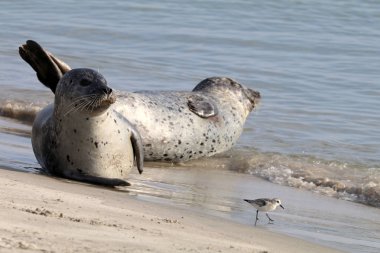 Earless seals in nature  clipart