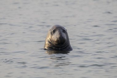 doğada vahşi gri fok 