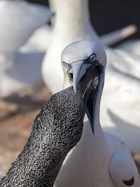 Wild Northern gannet — Stock Photo, Image