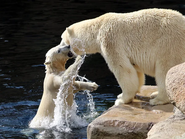 White baby bear in nature — Stock Photo, Image