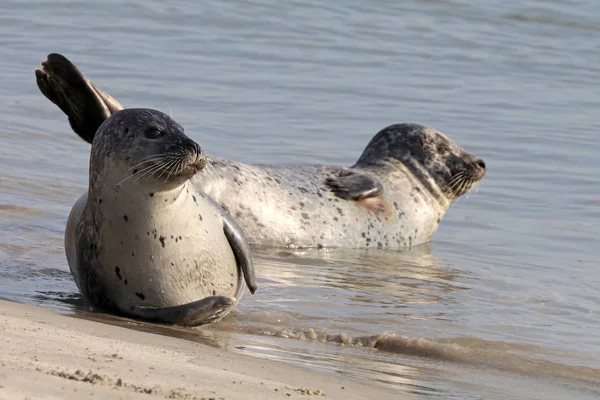 Earless seals in nature — Stock Photo, Image