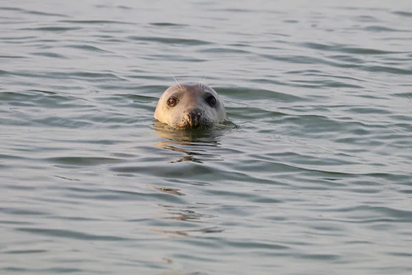 Phoque gris sauvage dans la nature — Photo