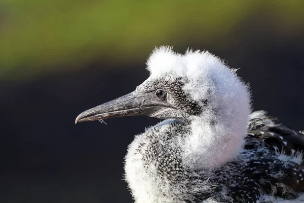 Wild Northern gannet — Stock Photo, Image