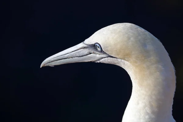 Selvagem Northern gannet na natureza — Fotografia de Stock
