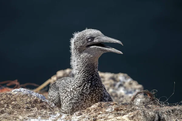 Wild Northern gannet in nature — Stock Photo, Image