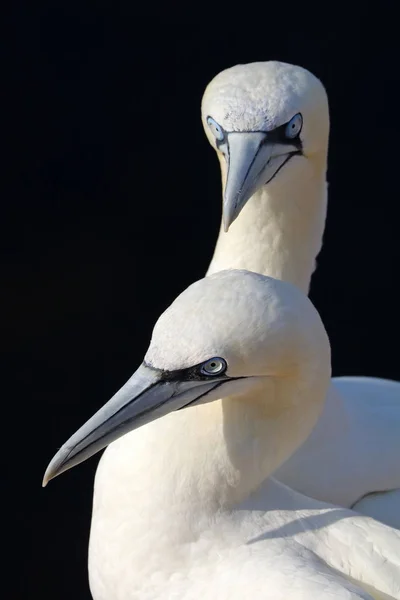 Northern gannet in nature — Stock Photo, Image