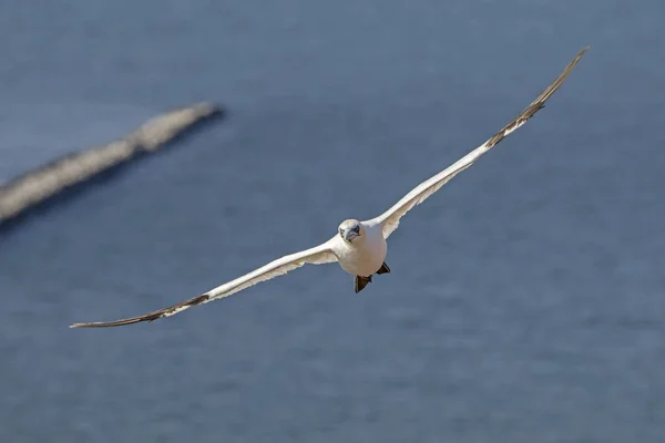 Photo of Northern gannet in flight — Stock Photo, Image