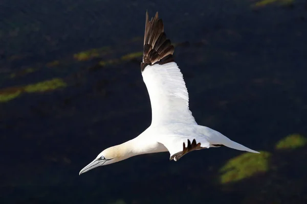 Vahşi Kuzey gannet — Stok fotoğraf