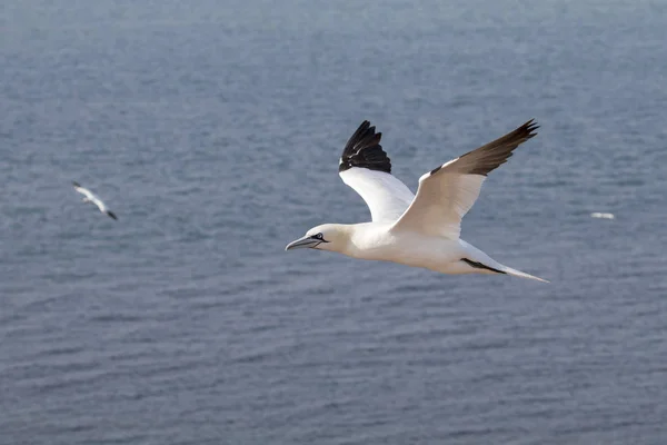 Northern gannet in flight — Stock Photo, Image