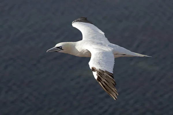 在自然中的北方塘鹅飞行 — 图库照片