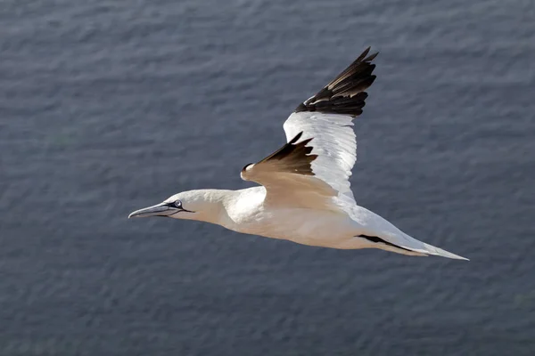 在自然中的北方塘鹅飞行 — 图库照片