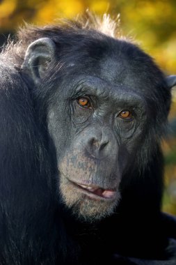 doğada vahşi şempanze