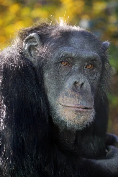 Wilde chimpansee in de natuur — Stockfoto