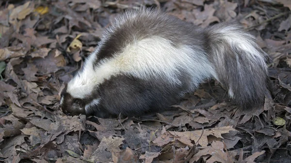 Vild Skunk i naturen — Stockfoto
