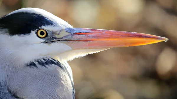 Blue Heron in de natuur — Stockfoto