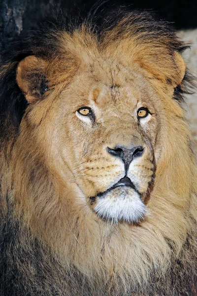 Wilde leeuw in de natuur — Stockfoto
