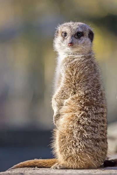 Meerkat salvaje en la naturaleza —  Fotos de Stock