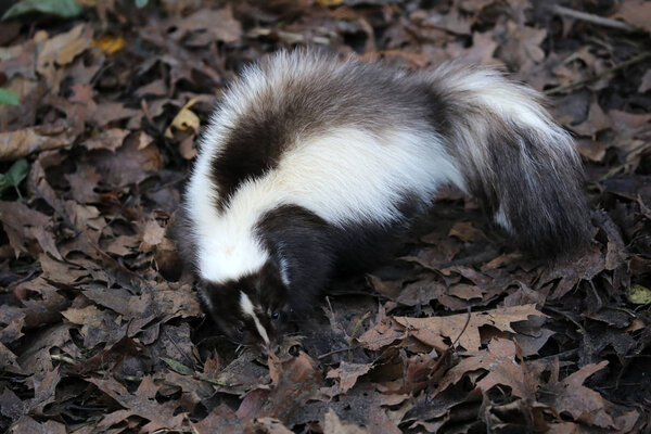 Дикий Сканк в природе